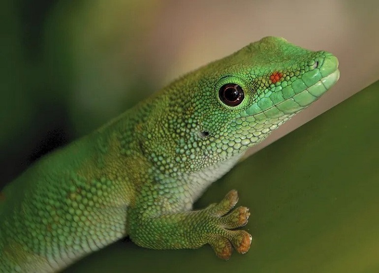 Breathing Easier: Managing Allergies and Respiratory Health